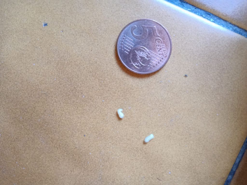 vermi invasivi perforanti